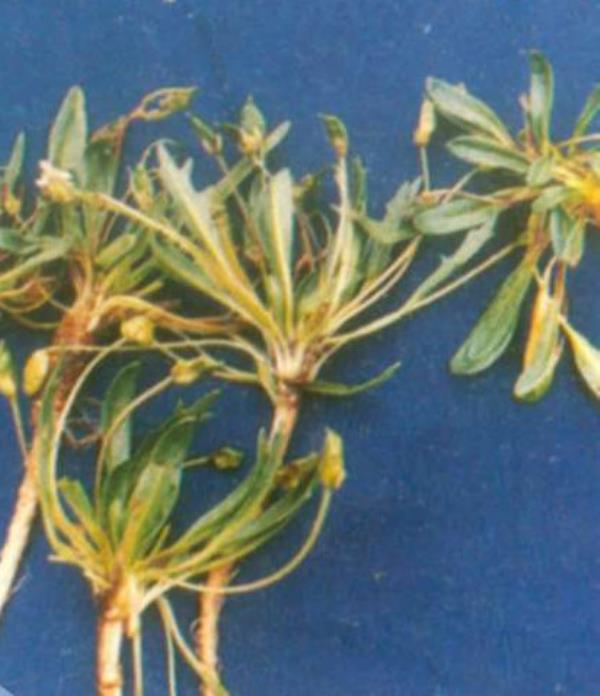 高山辣根菜 第1张 高山辣根菜