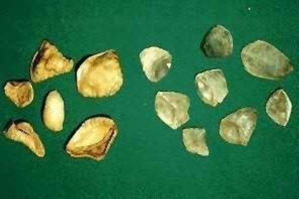 鲮鲤角 第1张 鲮鲤角