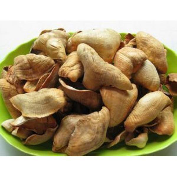 鲮鲤角 第2张 鲮鲤角