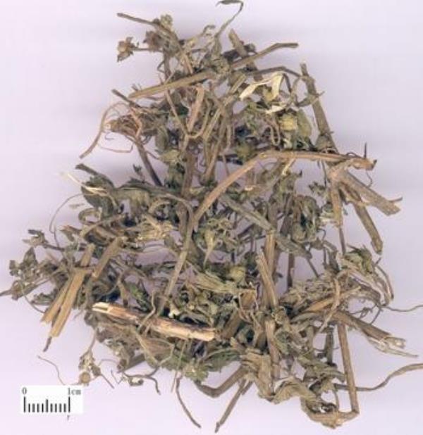 鳢肠草 第1张 鳢肠草