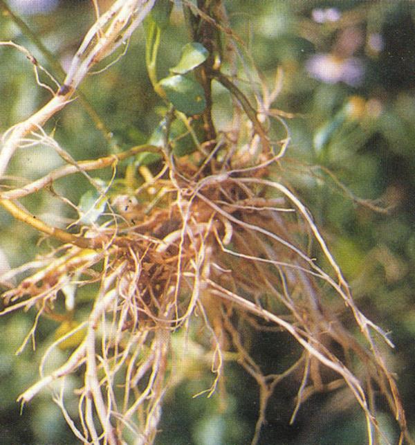 鸡儿肠 第1张 鸡儿肠