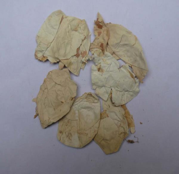 鸡卵中白皮 第2张 鸡卵中白皮