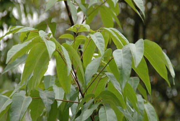 鸡波 第1张 鸡波