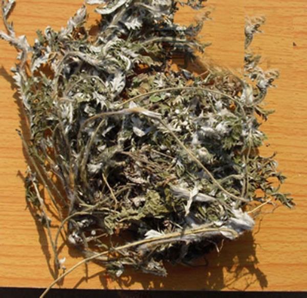 鸡爪莲 第2张 鸡爪莲