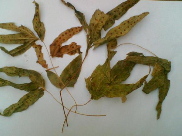 鸭脚珠 第1张 鸭脚珠