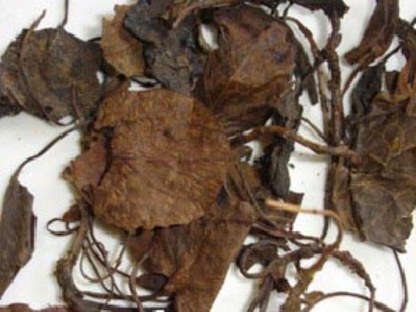 鹿含草 第1张 鹿含草