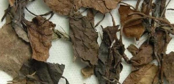 鹿含草 第2张 鹿含草