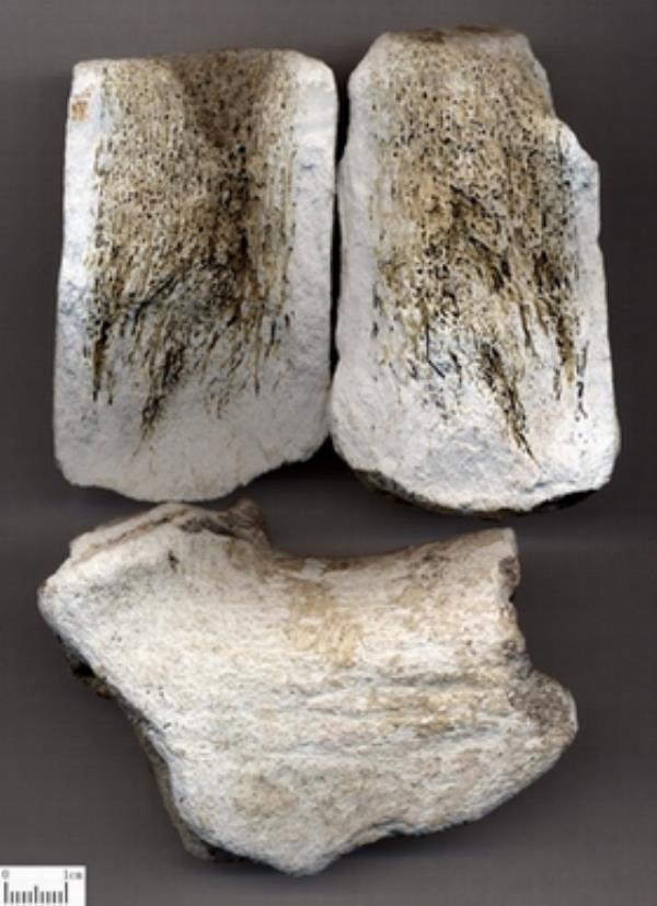 鹿角霜 第1张 鹿角霜