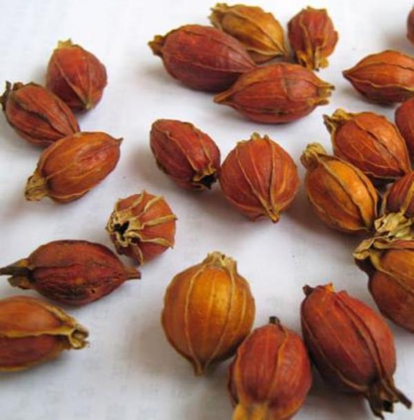 黄枝