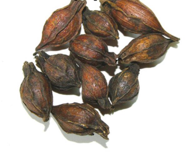 黄枝