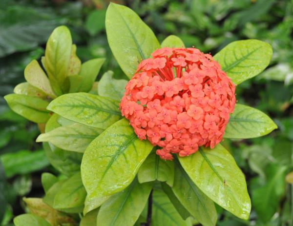 龙船花 第1张 龙船花